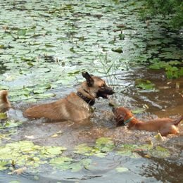 Rhodesian Ridgeback Puppies from Fawn Millette