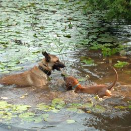 Rhodesian Ridgeback Puppies from Fawn Millette