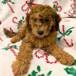 Milo- Red and Brown Merle - Merle male Goldendoodle puppy in Wickenburg, Arizona from Gentle Paw Goldendoodles