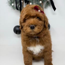 Pink - Red  female Goldendoodle puppy in Krum, Texas from Heartfelt GoldenDoodles
