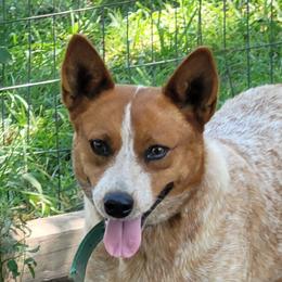 RTR Reef - Australian Cattle Dog