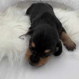 Nori - Black and tan female Dachshund puppy in Brownsville, California from Pine & Pasture Dachshunds