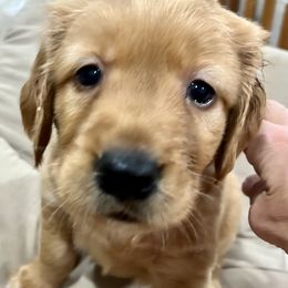 Golden Retriever puppies from Schueller's Golden Retrievers