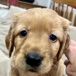 Golden Retriever puppies from Schueller's Golden Retrievers
