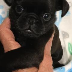 Brussels Griffons from Alias I Am Brussels