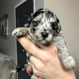Aussiedoodles from CF Aussiedoodles