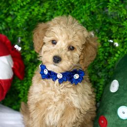 Blondie - Cream female Goldendoodle puppy in Brandon, Florida from Murphys Doodles