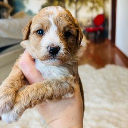 Kona - Apricot male Goldendoodle puppy in Denison, Iowa from Violet View Iowa Goldendoodles
