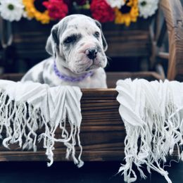 Purple Collar, Blue Harlequin - Harlequin female Great Dane puppy in Loma, Colorado from Adobe Creek Danes