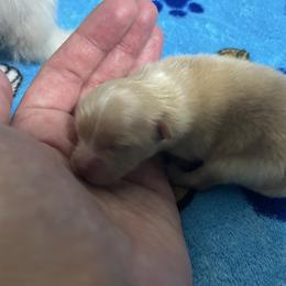Lola - Cream sable female Pomeranian puppy in Jefferson City, Missouri from MJ’s Pomeranians