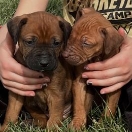 George - Rd whtn brn nose male Rhodesian Ridgeback puppy in Botkins, Ohio from River Rock Ridgebacks