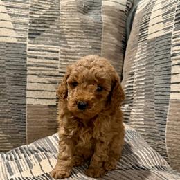 Anne - Red  female Goldendoodle puppy in Bells, Texas from Partridge Doodles and Poodles