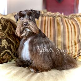 Ivy - Miniature Schnauzer