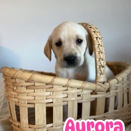 Aurora - Yellow female Labrador Retriever puppy in Lucasville, Ohio from Backwoods Labradors