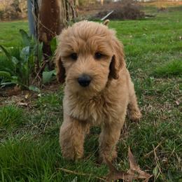 Cody - Apricot male Goldendoodle puppy in Georgetown, Tennessee from Georgetown Designer & Purebred Puppies
