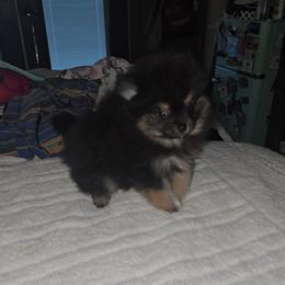 Sammy - Black and tan male Pomeranian puppy in Angleton, Texas from Pomeranian Palace, LLC