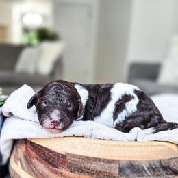 Sierra - Parti female Poodle puppy in Gaylord, Michigan from Dog Mom Co. Poodles