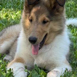 Teddy - male Collie puppy in Centerview, Missouri from Hedge Haven Farm