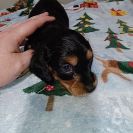 Rueban - Black and tan male Dachshund puppy in Round Lake Beach, Illinois from Doxie Dynasty