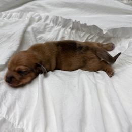 Cannoli - Dapple male Dachshund puppy in California from Wooofyland LLC