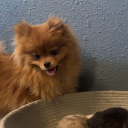 Sabrina - Pomeranian