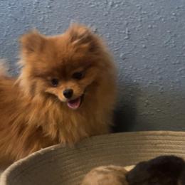 Sabrina - Pomeranian