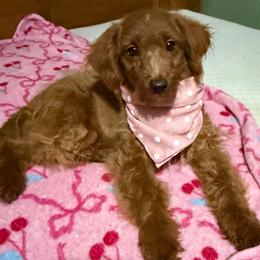 Avery - Apricot female Goldendoodle puppy in Centralia, Missouri from Oodles Of Doodles Mo.