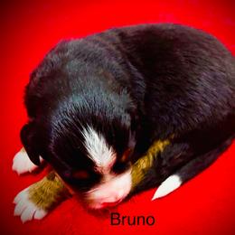 Bruno - Black rust and white male Bernese Mountain Dog puppy in Strasburg, Ohio from Lois Allison