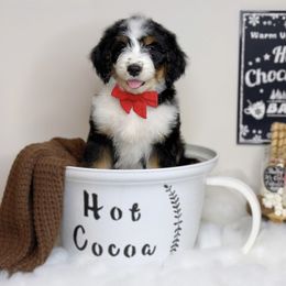 Aussiedoodle Puppies from Silva Ranch Doodles