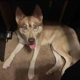 Siberian Husky All Grown Up from Great Warriors