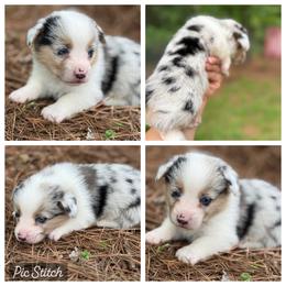 Blue Merle boy 1700 - Blue merle and white male American Corgi puppy in Nashville, Arkansas from Whisenhunt Farms