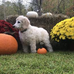 Boy 4 - White Poodle puppy in Shortsville, New York from Hidden Ridge Ranch