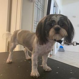 Ariel - Shih Tzu