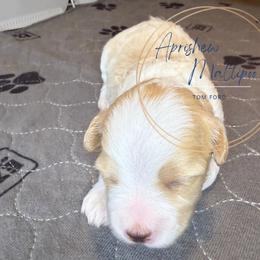 Tom Ford - Cream male Maltipoo puppy in Weatherford, Texas from Aprishew Maltipoo