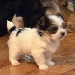 Koda ( Boy 1 ) - Parti male Yorkshire Terrier puppy in Cottageville, South Carolina from Mandy's Yorkie's , Yorkiepoo's & Maltipoo's