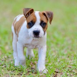 Kid - Red male American Staffordshire Terrier puppy in St. Augustine, Florida from LBK & Ancient City