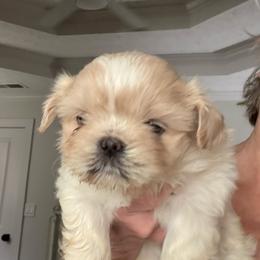 Levi - Cream and white male Shih Tzu puppy in Covington, Georgia from Top Hats 2  Shih Tzu’s