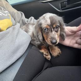 Dachshund Puppies from EntityDachs