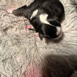 Boy 1 - Black tri Toy Australian Shepherd puppy in Abernathy, Texas from Paws of Color