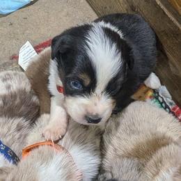 Clark - Black tri-color male Australian Shepherd puppy in Almo, Kentucky from Riley's Paw Pals