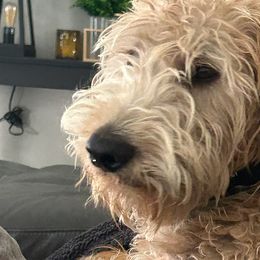 Aussiedoodles, Goldendoodles, and Labradoodles from Loving Doodle