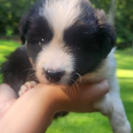 Border Collie Puppies from Snowbird Border Collies