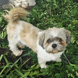 Patches - Shih Tzu