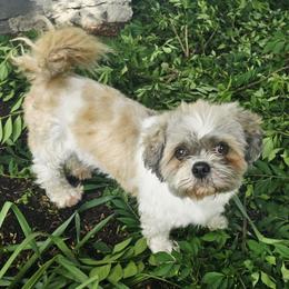 Patches - Shih Tzu