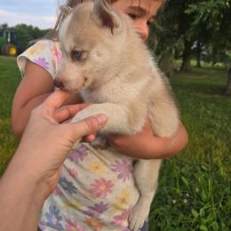 Zaryia - Red and white female Siberian Husky puppy in Bingham, Illinois from Siberian Instincts Kennel