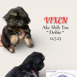 Vixen - Black and white female Shih Tzu puppy in Sacramento, California from NANA’S  QUALITY SHIH TZU'S