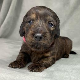 Female 1 - Brindle female Dachshund puppy in Birmingham, Alabama from LongBottomDachshunds