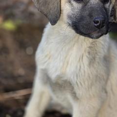 Central Asian Shepherd Dog and Kangal Puppies from VSH Kangal Dogs