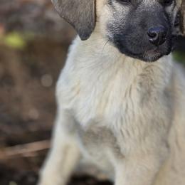 Central Asian Shepherd Dog and Kangal Puppies from VSH Kangal Dogs