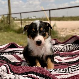 Havoc - Tri-color male Border Collie puppy in Odessa, Texas from High Velocity Stockdogs